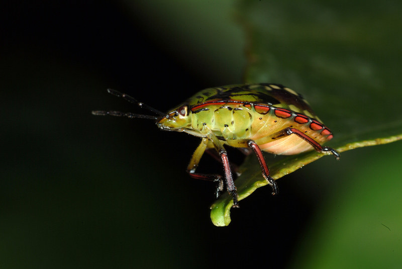 Pentatomidae: Nezara viridula (ninfa) di Livorno